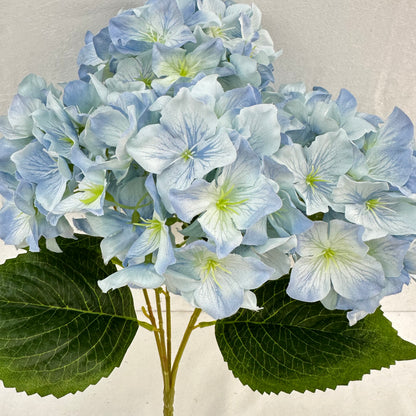 Blue Silk Lady Rose Hydrangea Bush - 5 Heads