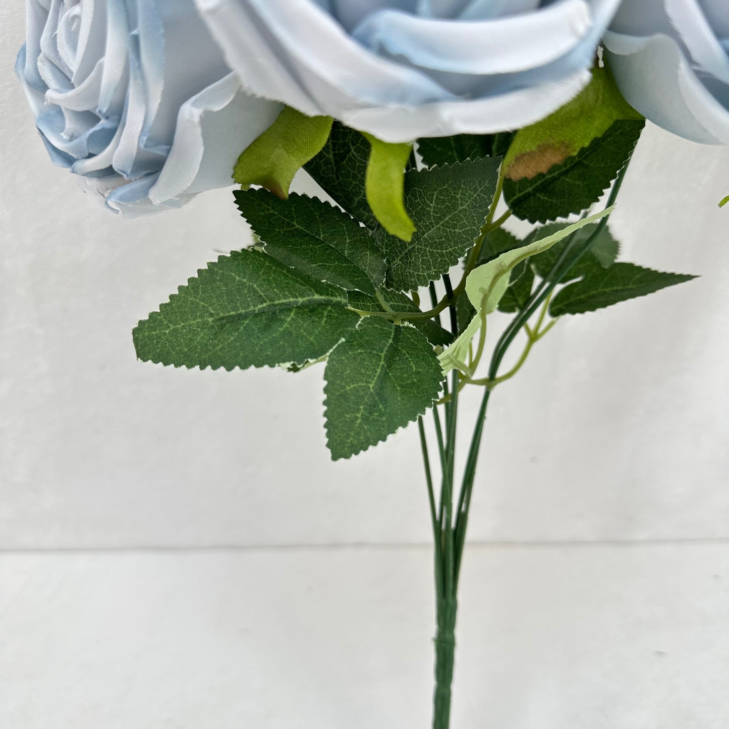 Blue Silk Empress Rose Bush - 7 Heads