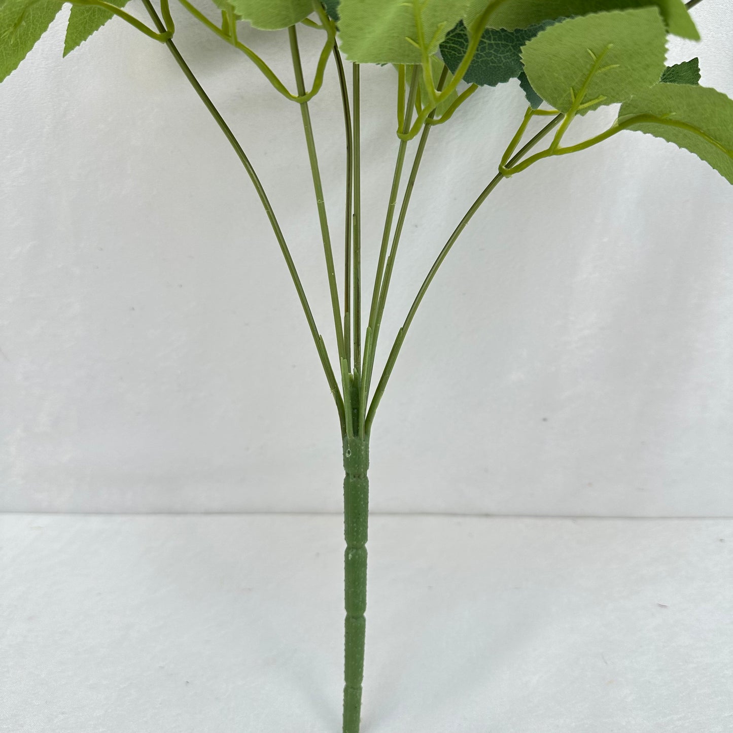 Black Silk Happiness Rose Bush - 7 Heads