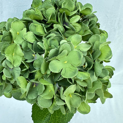 Green Silk French Hydrangea Bush - 5 Heads