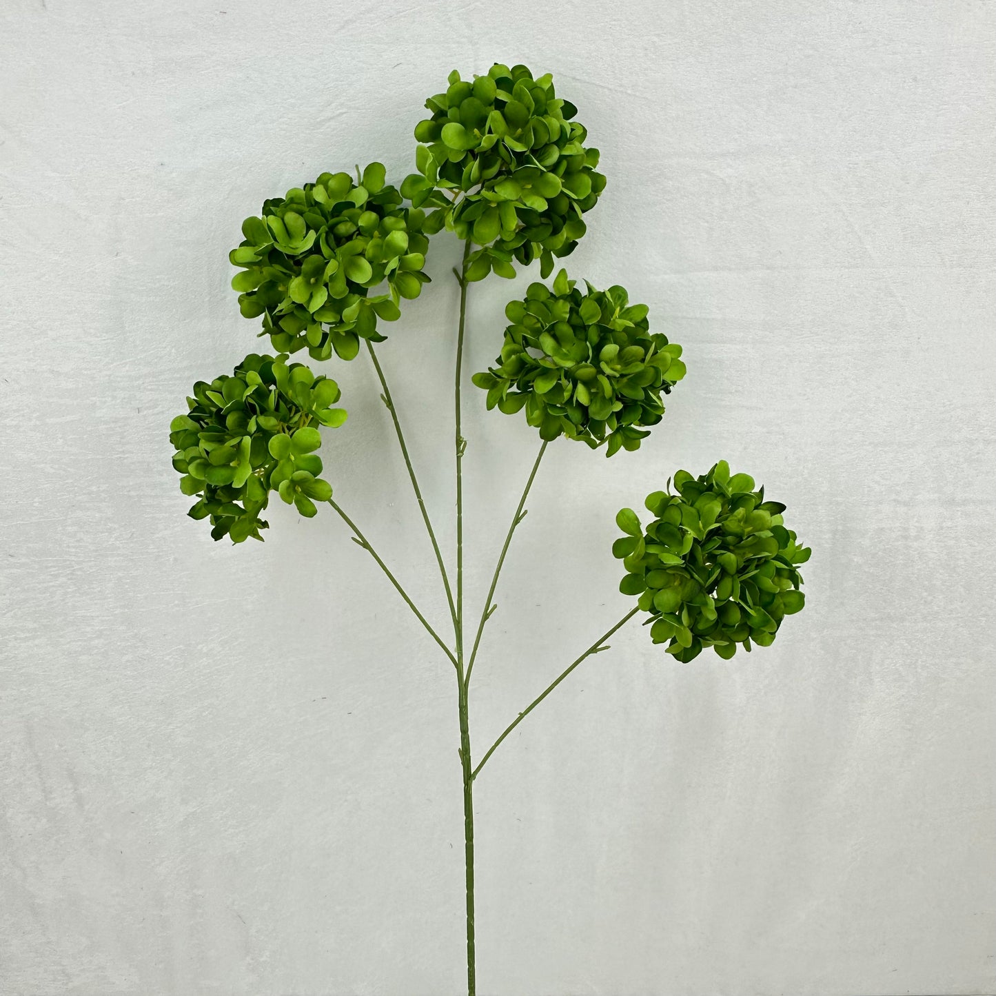 Green Silk Candy Hydrangea Bush - 5 Heads