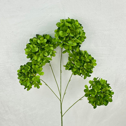 Green Silk Candy Hydrangea Bush - 5 Heads