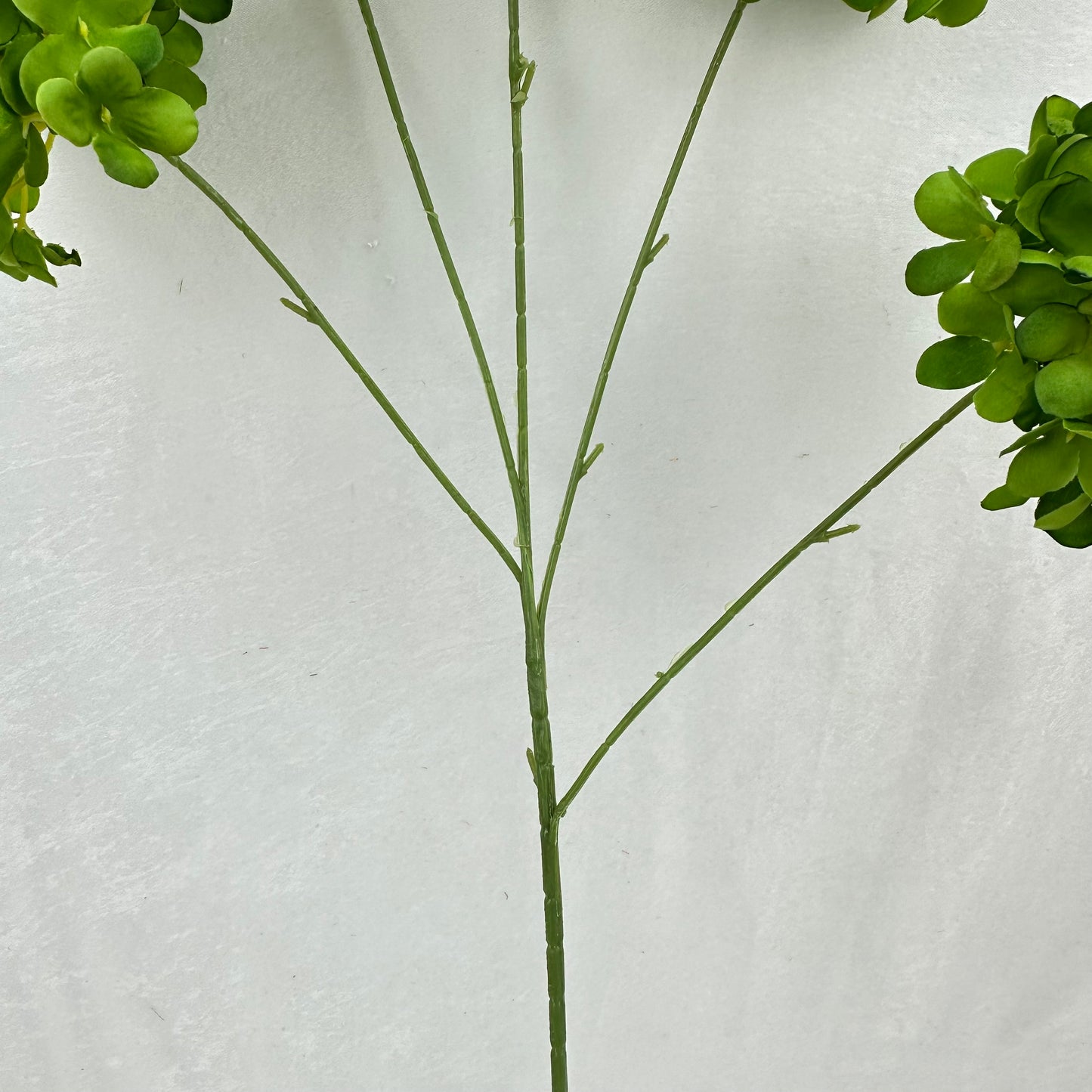 Green Silk Candy Hydrangea Bush - 5 Heads