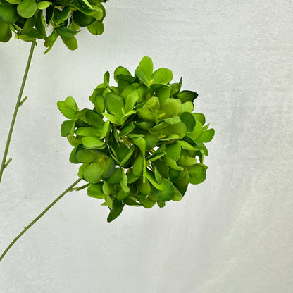 Green Silk Candy Hydrangea Bush - 5 Heads