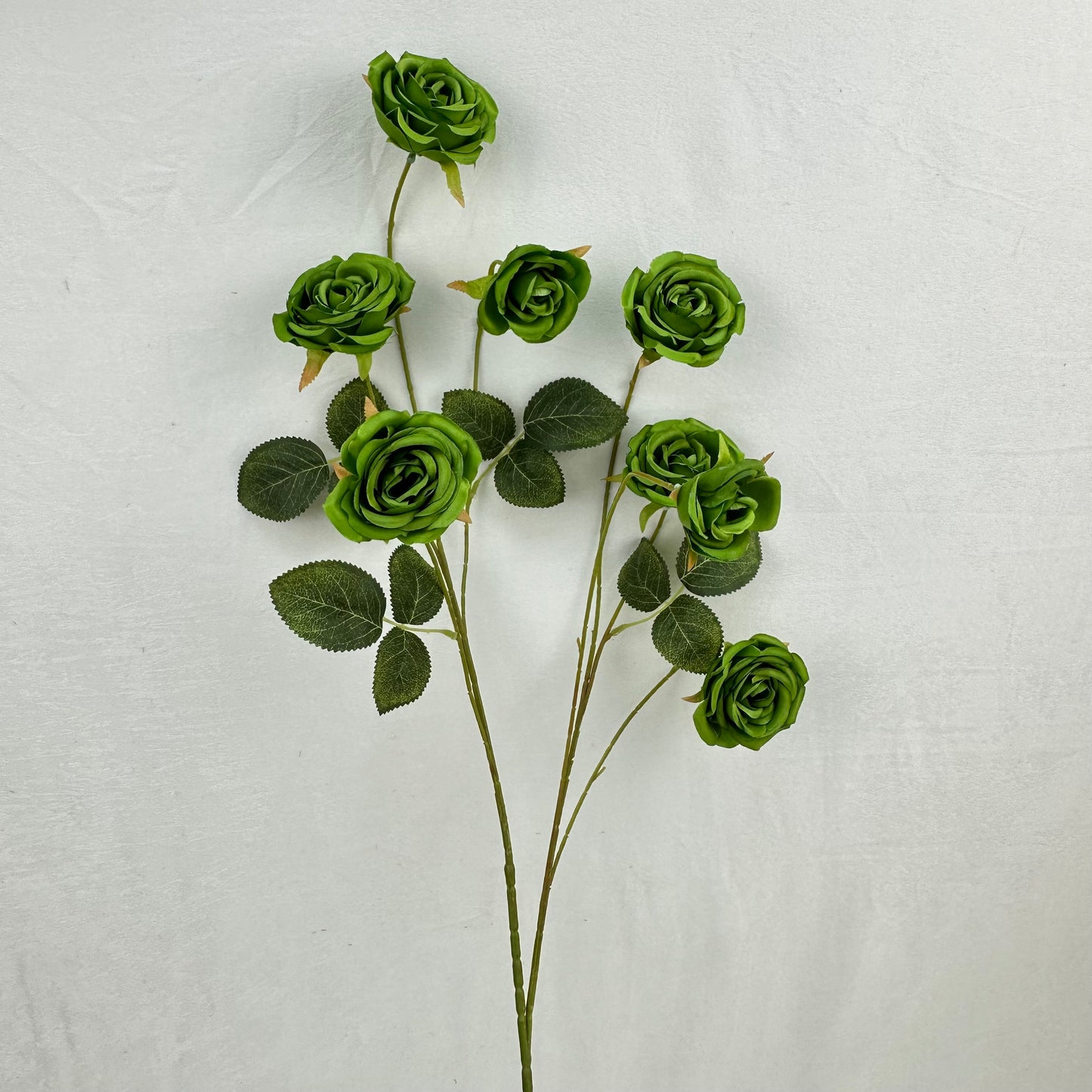 Green Silk Empress Rose Bush - 8 Heads