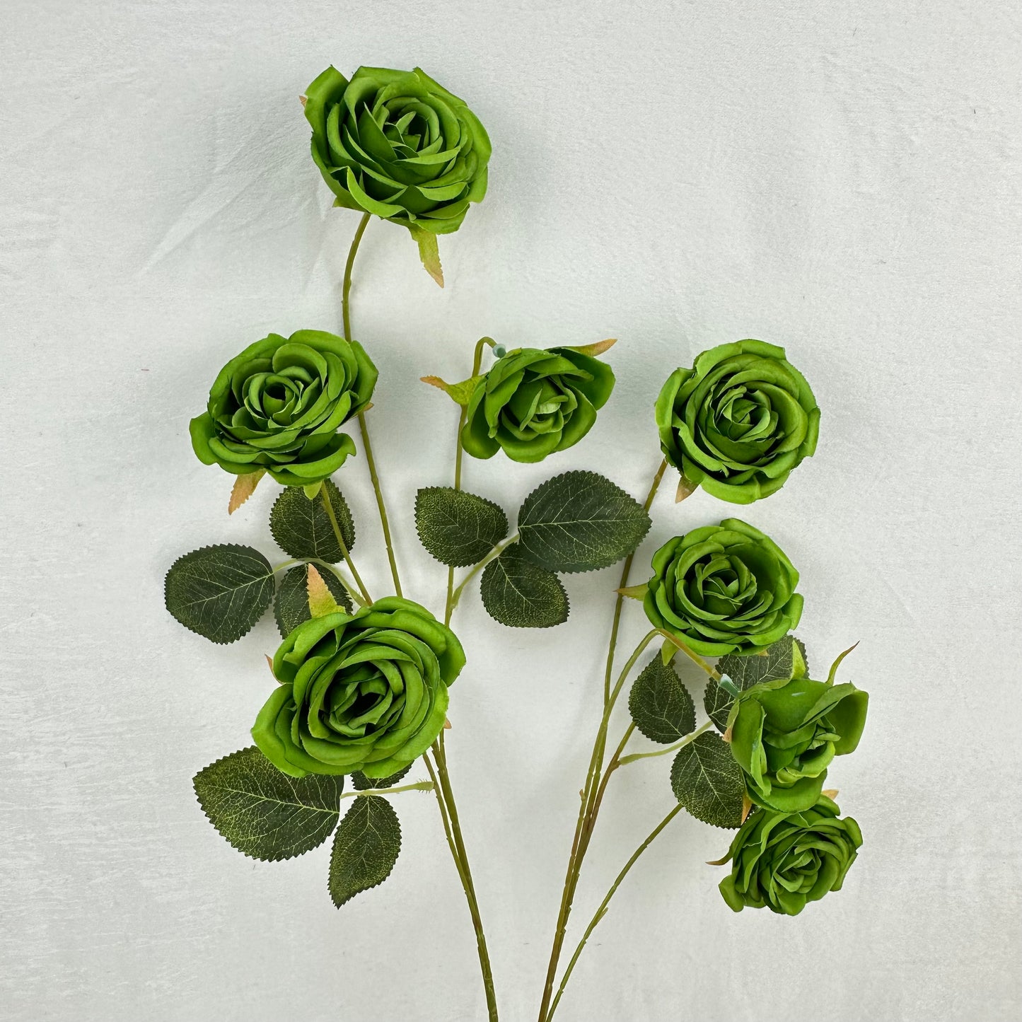 Green Silk Empress Rose Bush - 8 Heads
