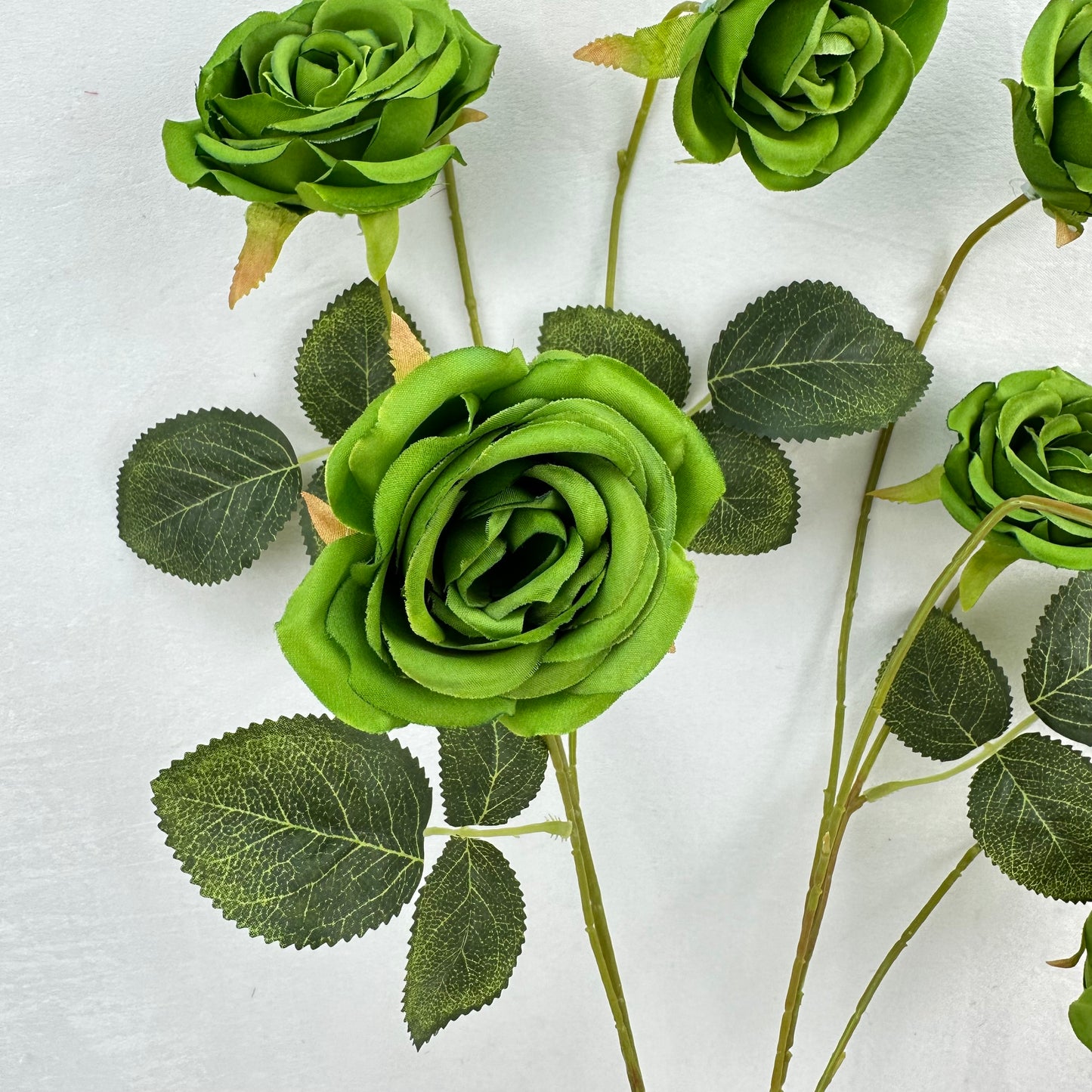 Green Silk Empress Rose Bush - 8 Heads