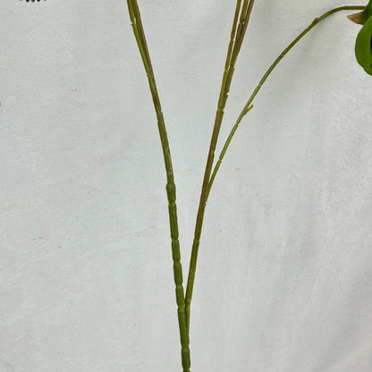Green Silk Empress Rose Bush - 8 Heads