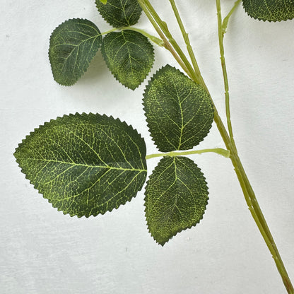 Green Silk Empress Rose Bush - 8 Heads