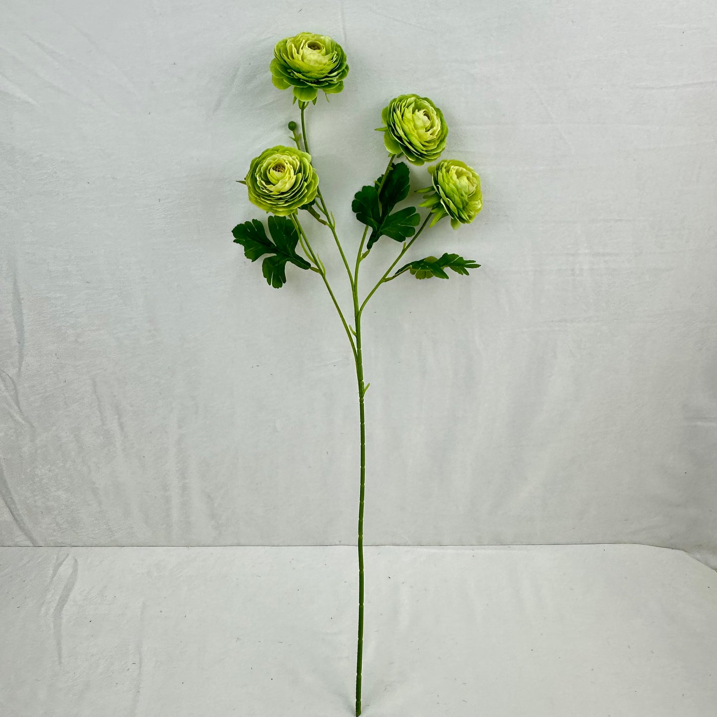Green Silk Camellia Bush - 4 Heads
