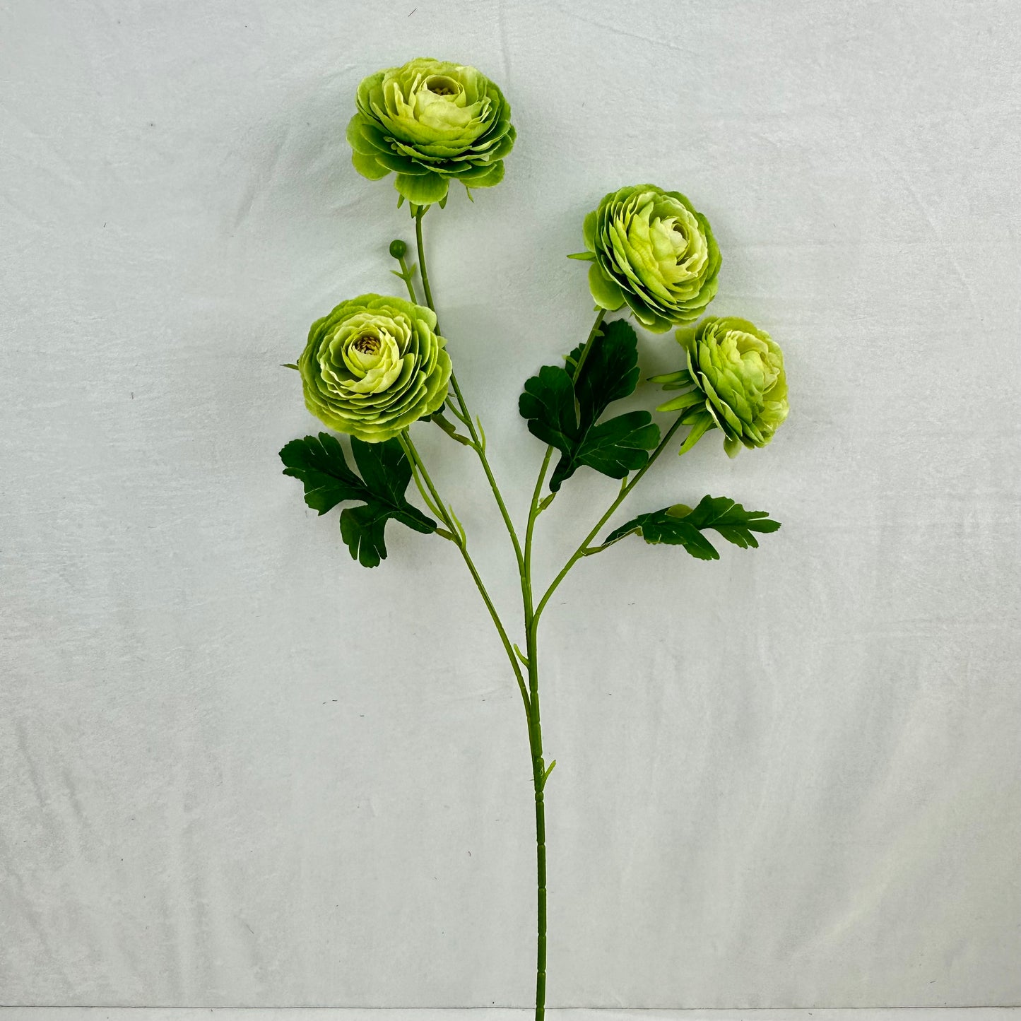Green Silk Camellia Bush - 4 Heads