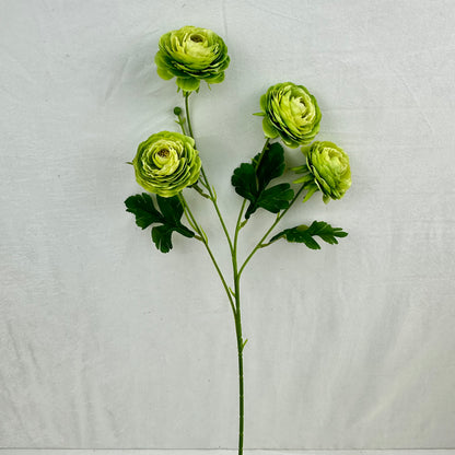 Green Silk Camellia Bush - 4 Heads