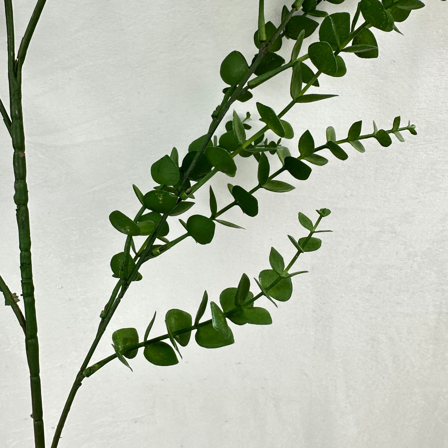 Green Hanging Eucalyptus Branch