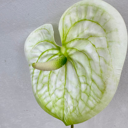 White Real Touch Anthurium Stem