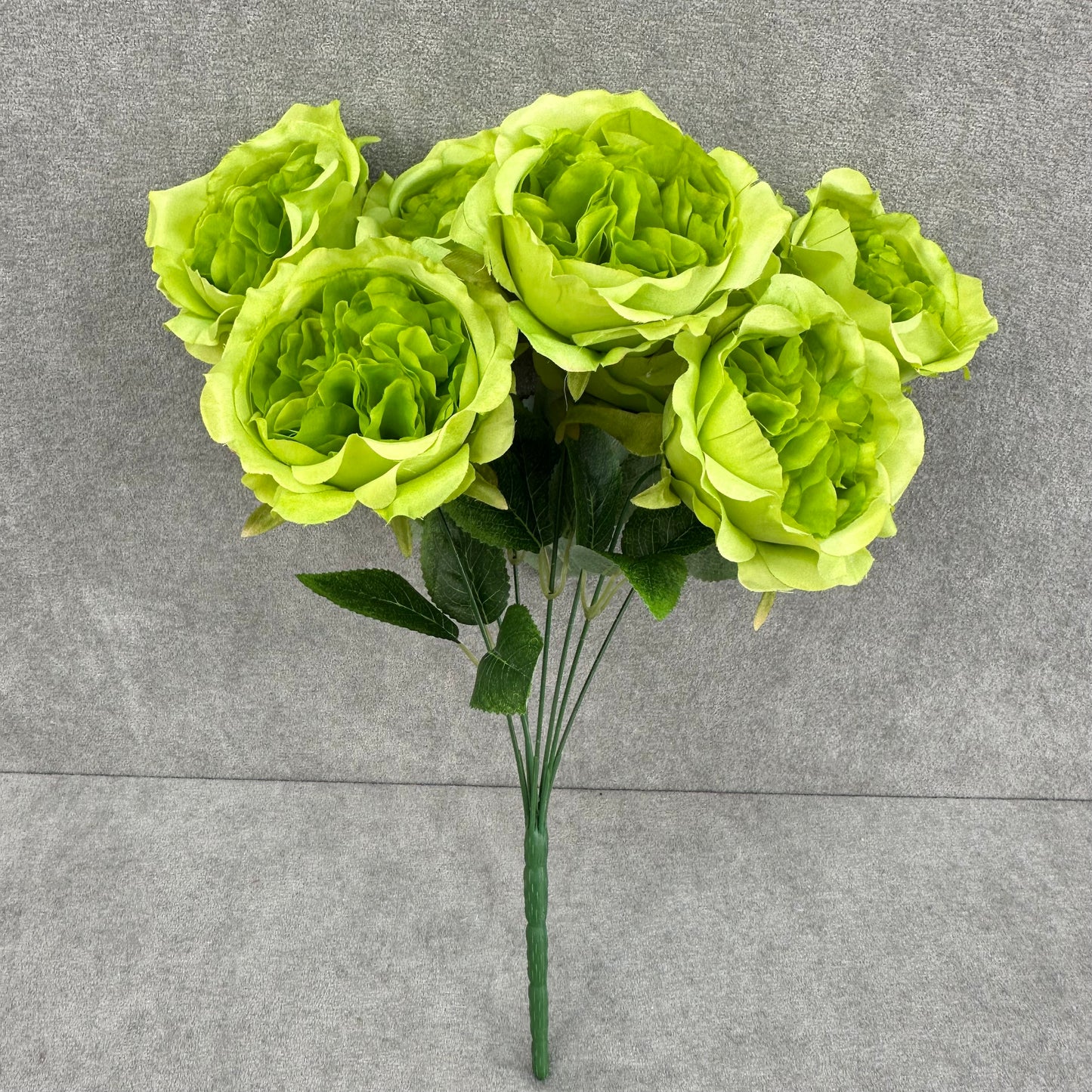 Green Silk Austin Rose Bush - 7 Heads