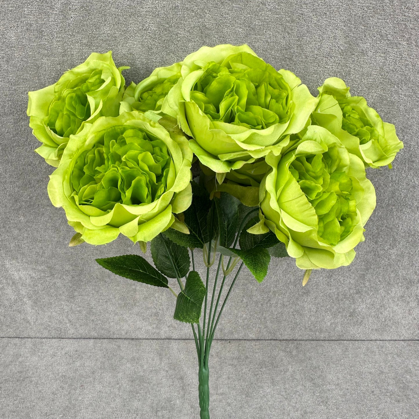 Green Silk Austin Rose Bush - 7 Heads