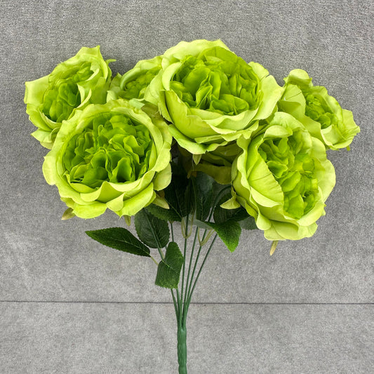 Green Silk Austin Rose Bush - 7 Heads