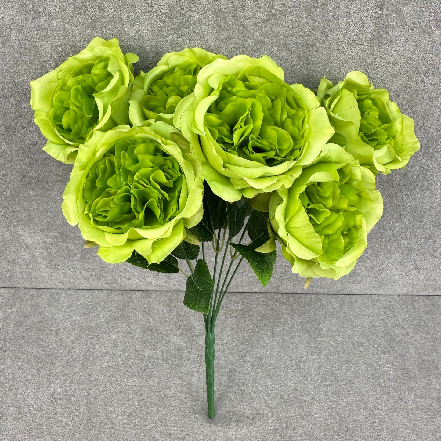 Green Silk Austin Rose Bush - 7 Heads