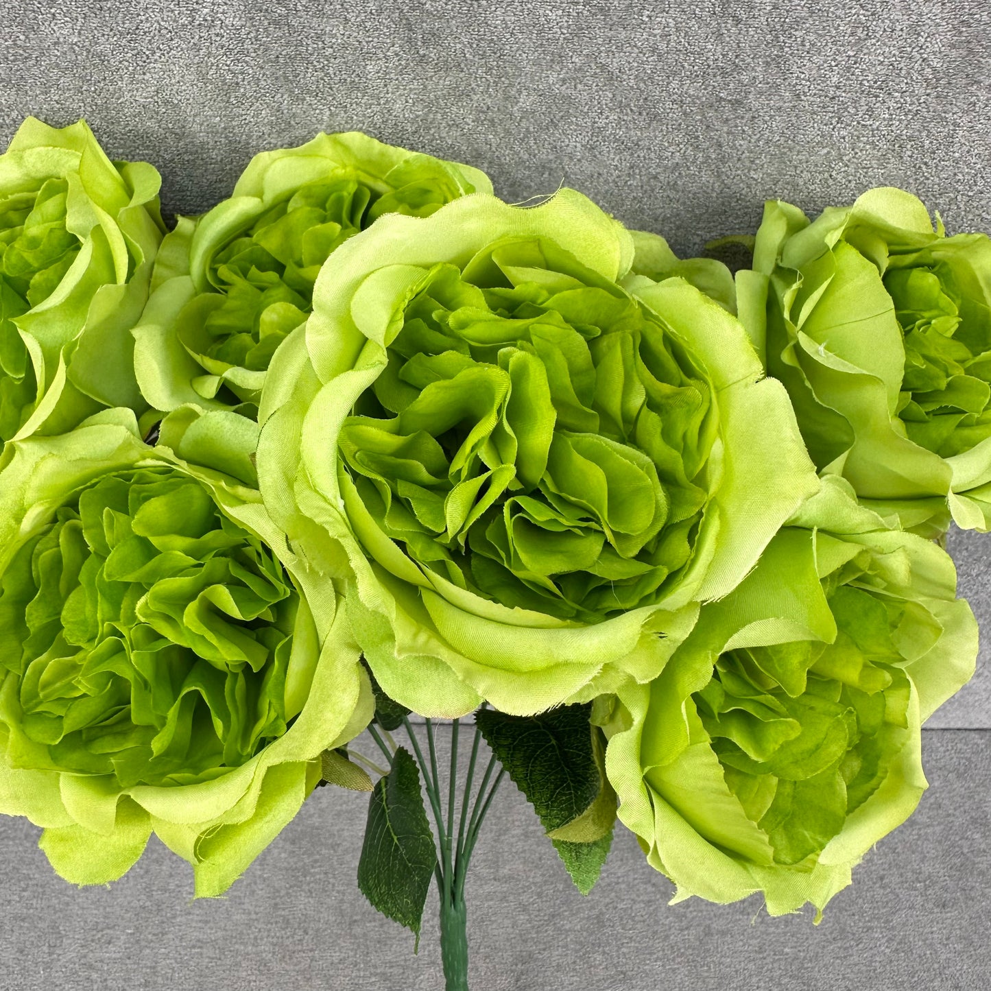 Green Silk Austin Rose Bush - 7 Heads