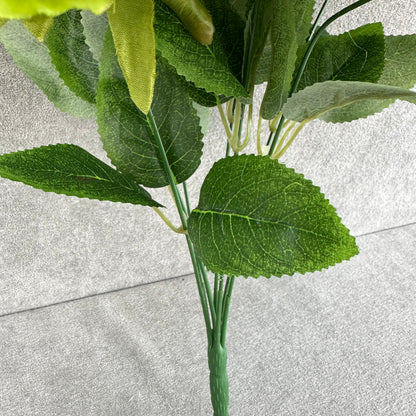 Green Silk Austin Rose Bush - 7 Heads