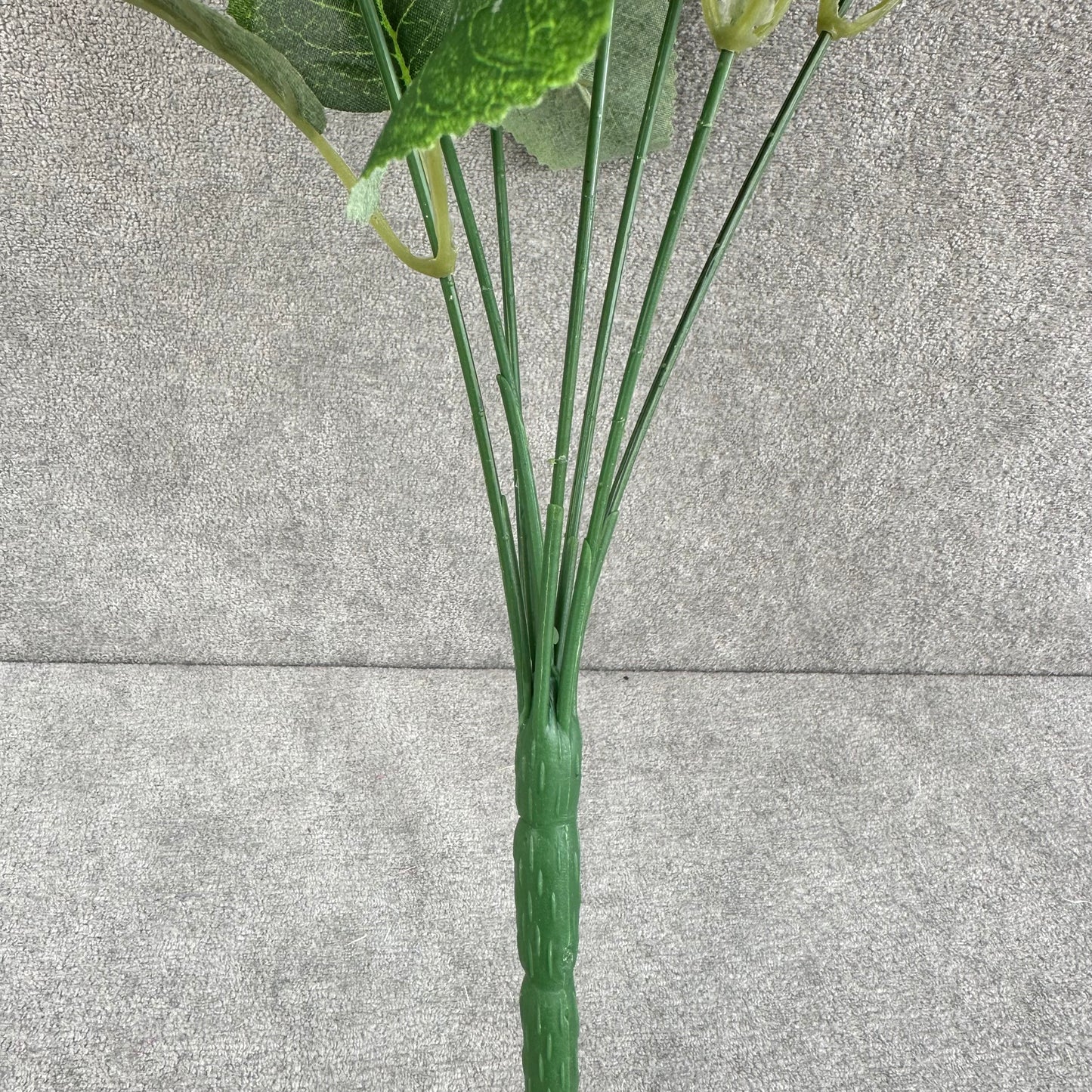 Green Silk Austin Rose Bush - 7 Heads