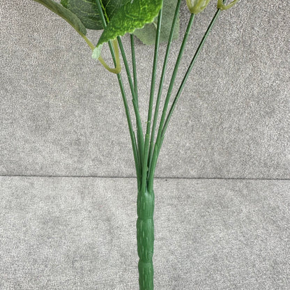 Green Silk Austin Rose Bush - 7 Heads