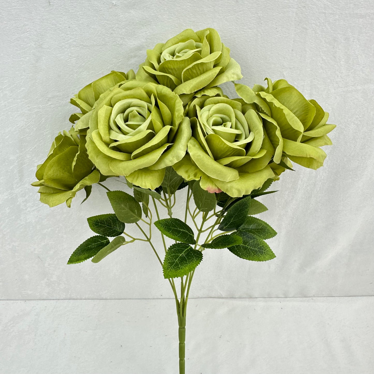 Green Silk Star Moon Rose Bush - 7 Heads