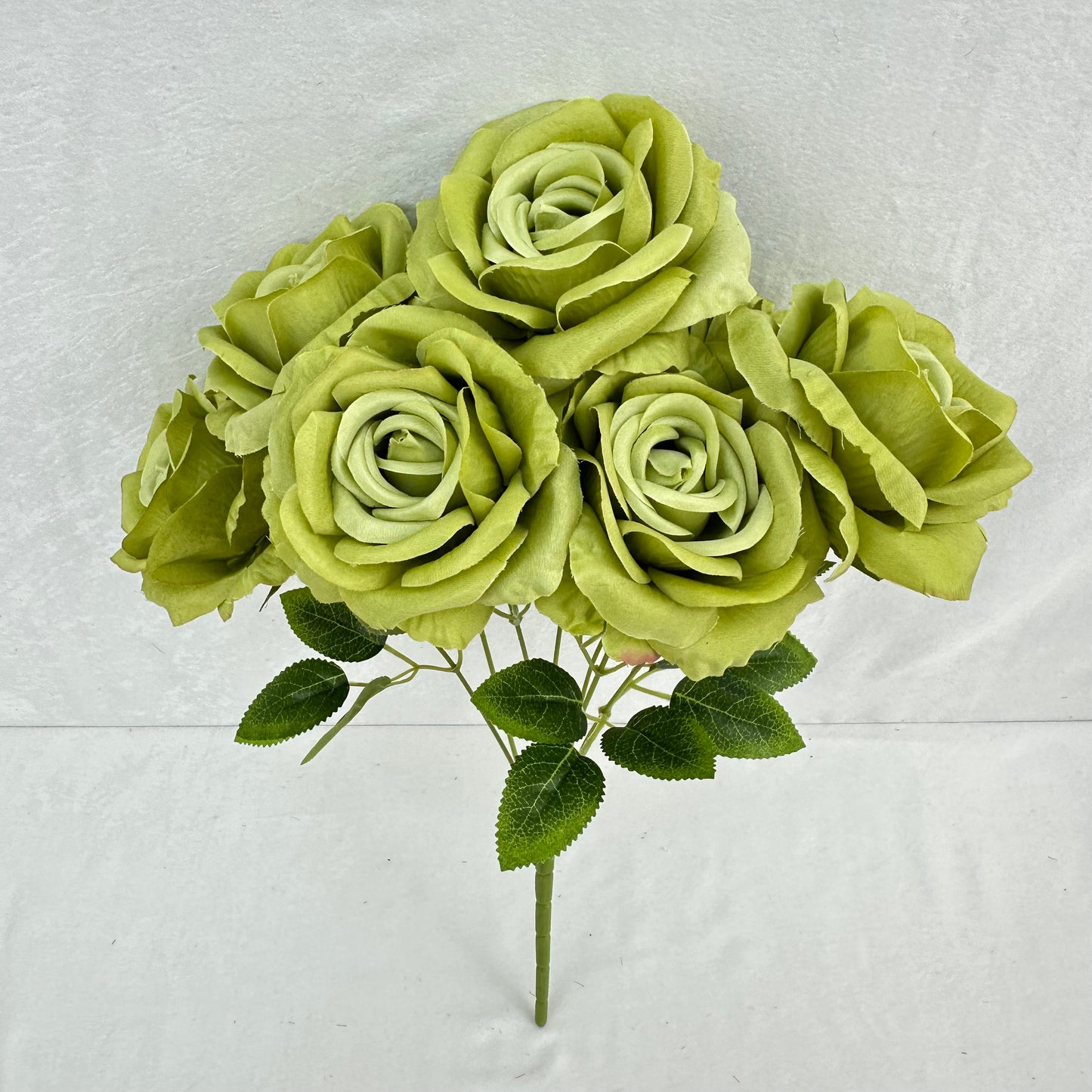 Green Silk Star Moon Rose Bush - 7 Heads