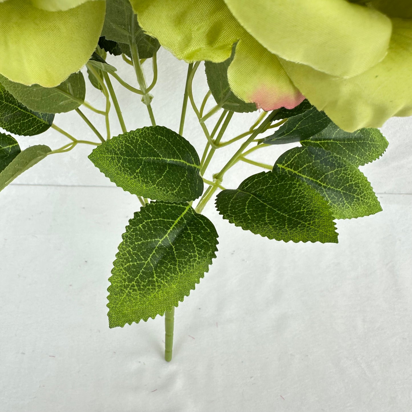 Green Silk Star Moon Rose Bush - 7 Heads