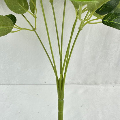 Green Silk Star Moon Rose Bush - 7 Heads