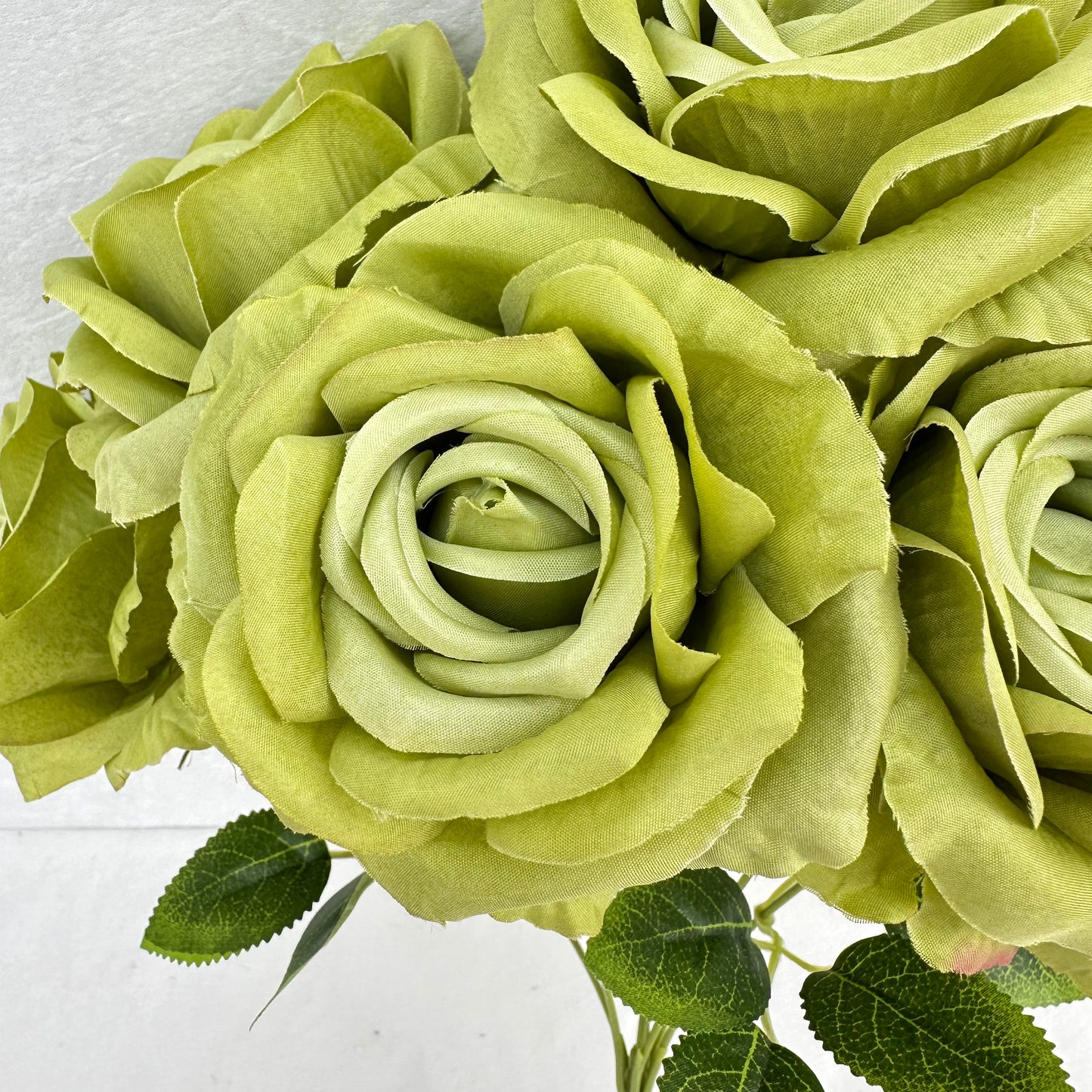 Green Silk Star Moon Rose Bush - 7 Heads