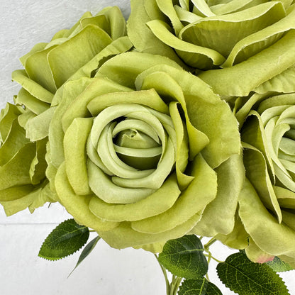 Green Silk Star Moon Rose Bush - 7 Heads