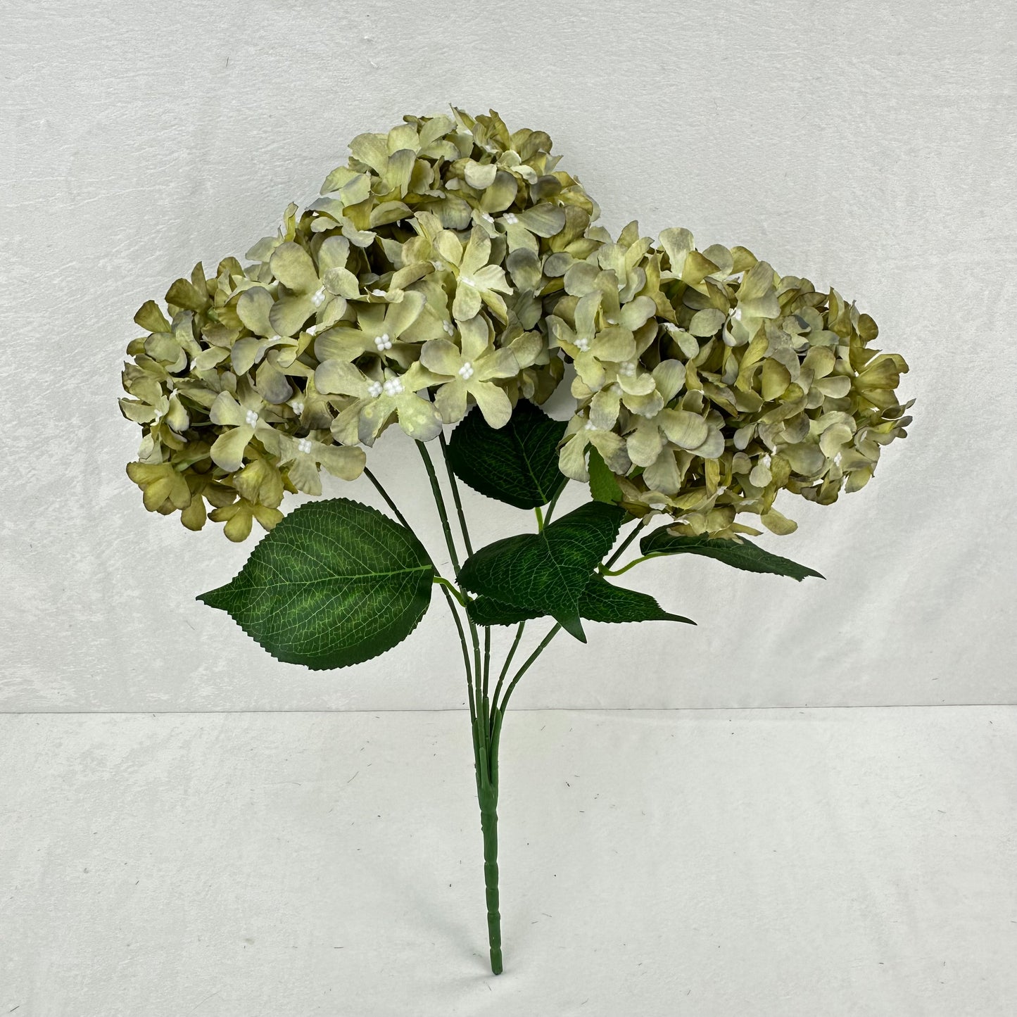 Green Silk GJ Hydrangea Bush - 5 Heads