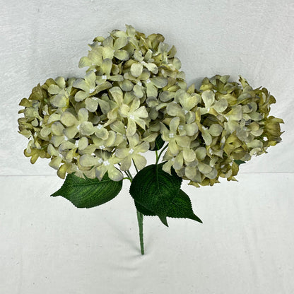 Green Silk GJ Hydrangea Bush - 5 Heads