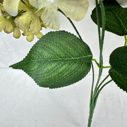 Green Silk GJ Hydrangea Bush - 5 Heads