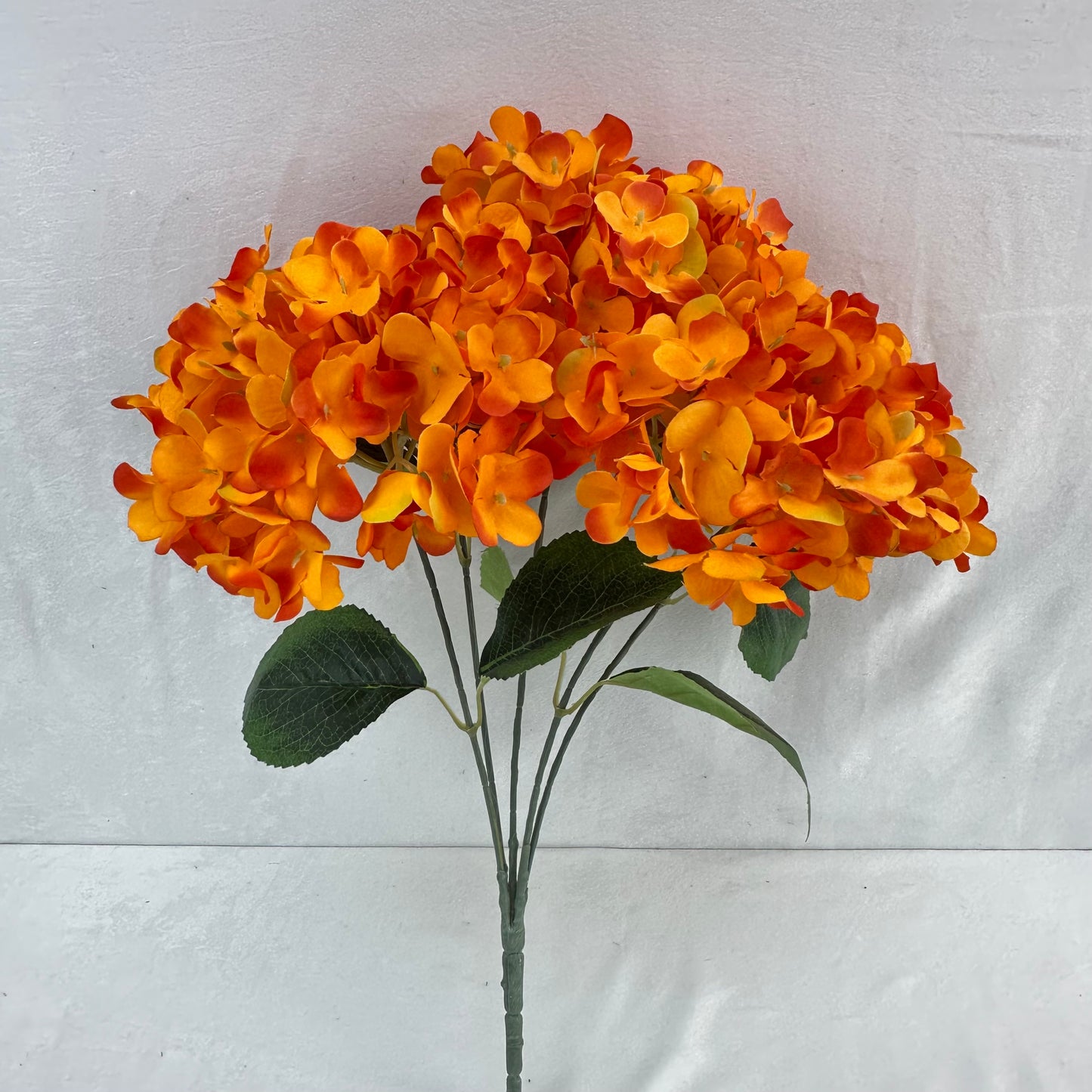 Orange Silk French Hydrangea Bush - 5 Heads