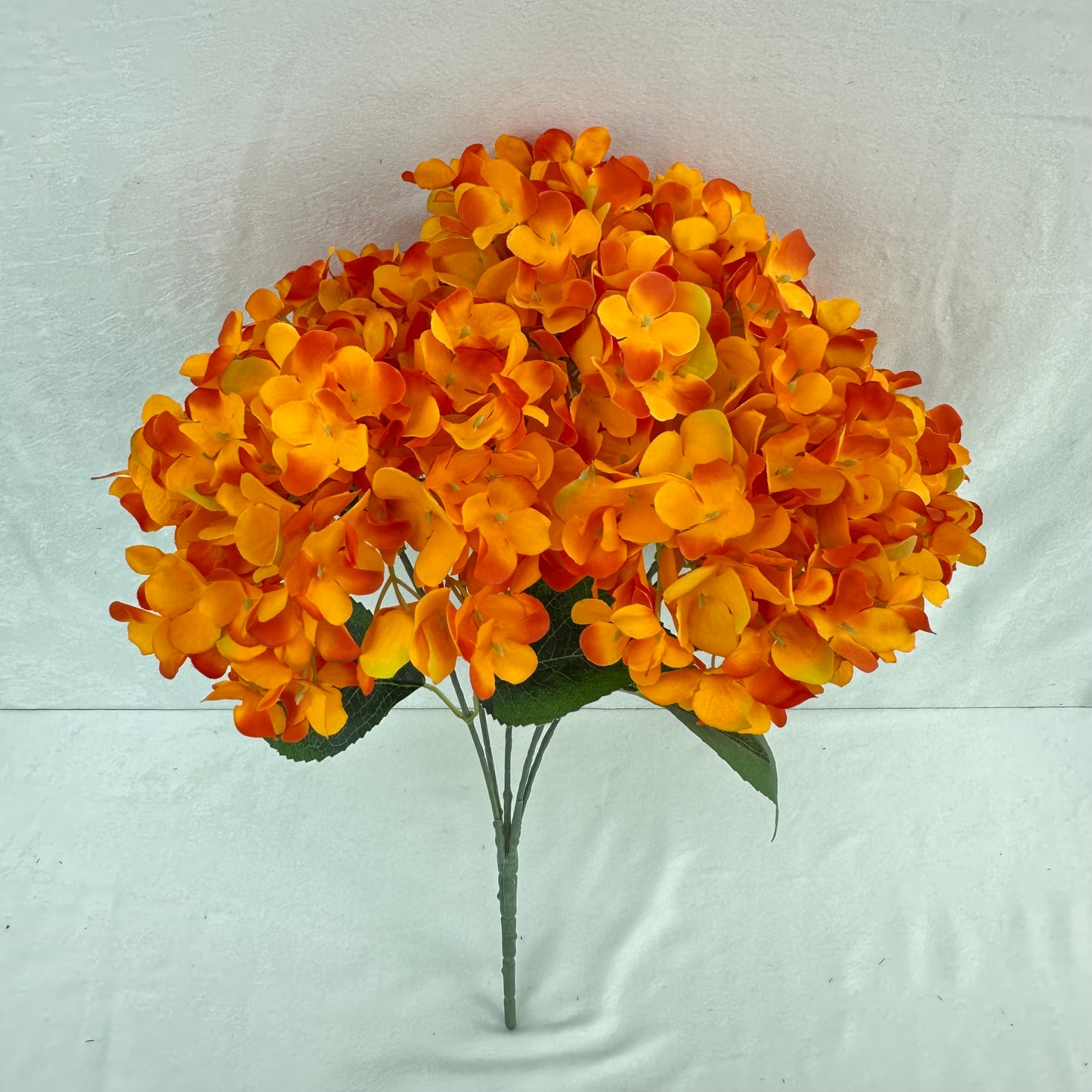 Orange Silk French Hydrangea Bush - 5 Heads
