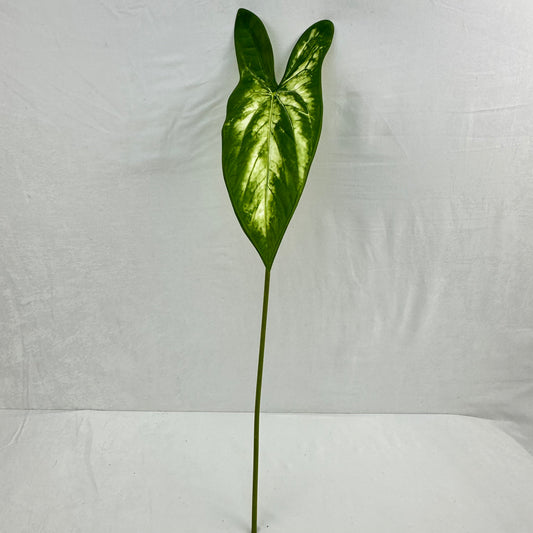 Green Silk Taro Heart Leaf