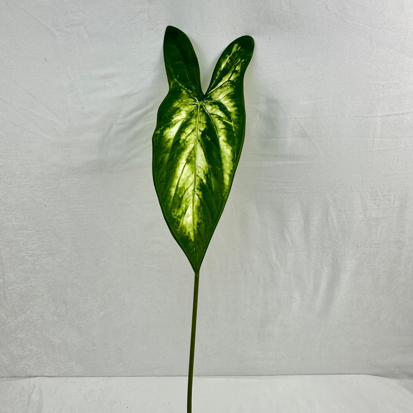 Green Silk Taro Heart Leaf