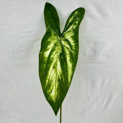 Green Silk Taro Heart Leaf
