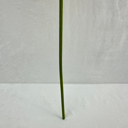 Green Silk Taro Heart Leaf