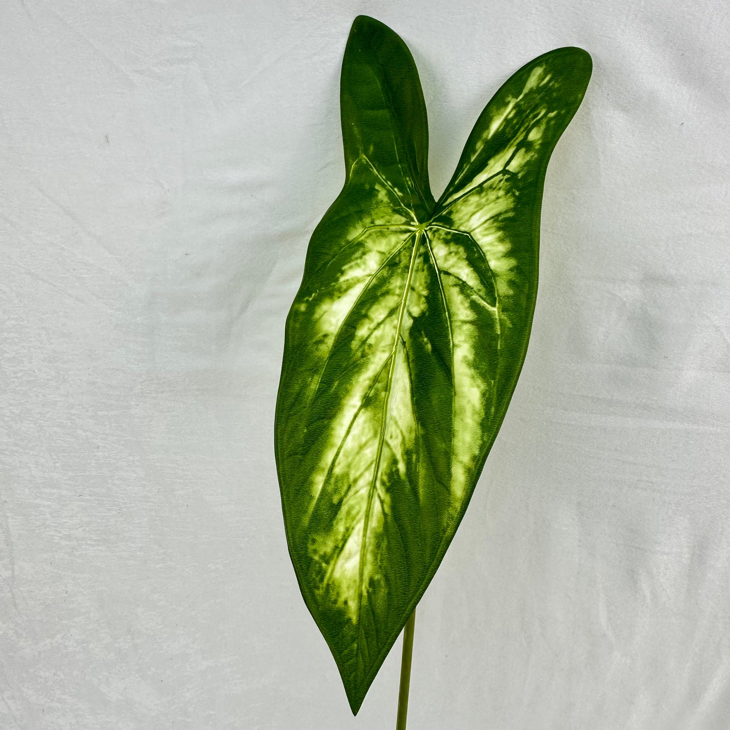 Green Silk Taro Heart Leaf