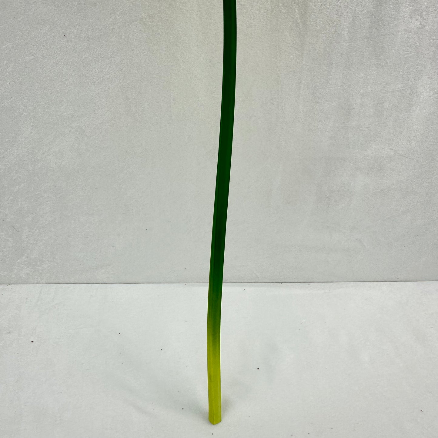 Green Silk Taro Heart Leaf