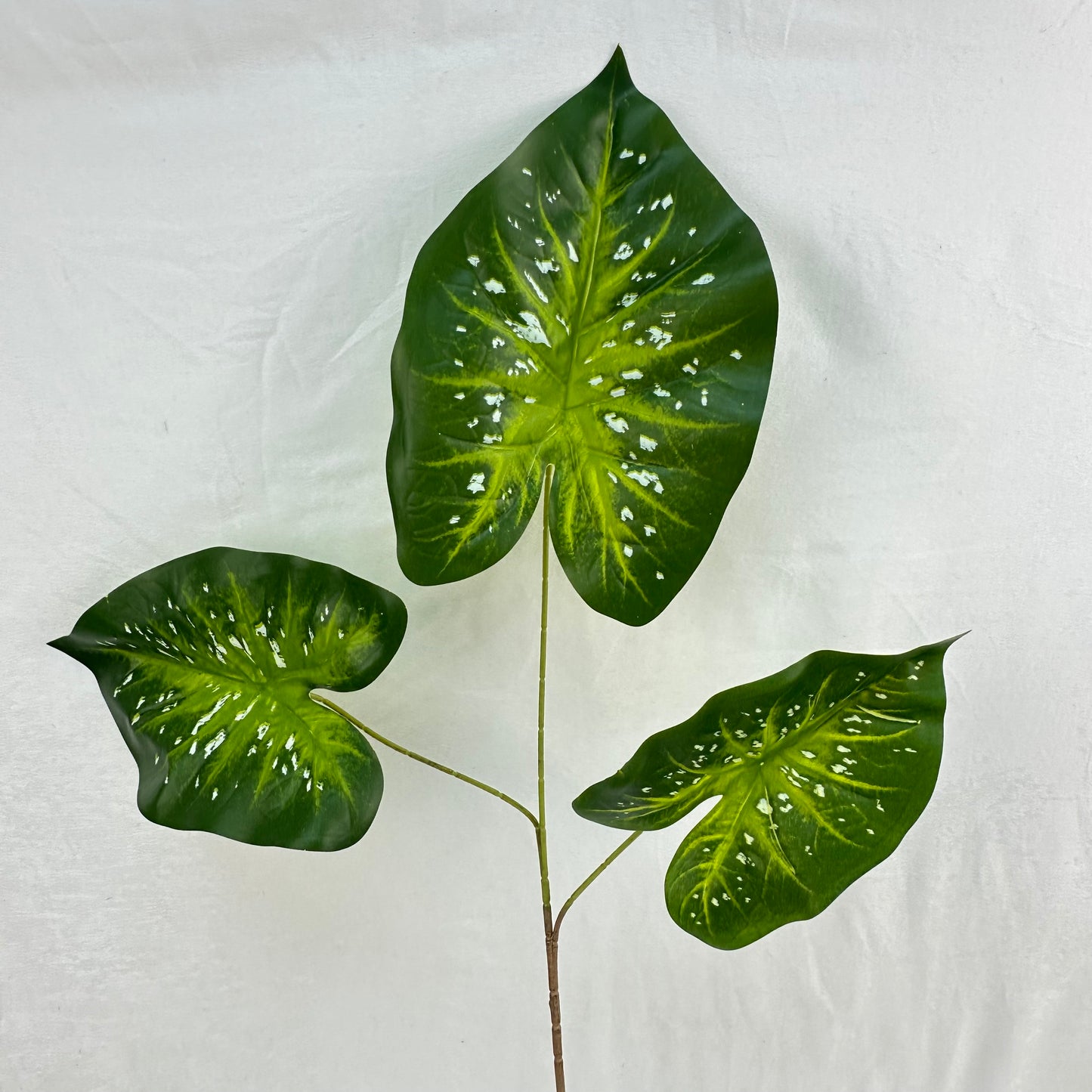 Green Silk Caladium 3 Leafs