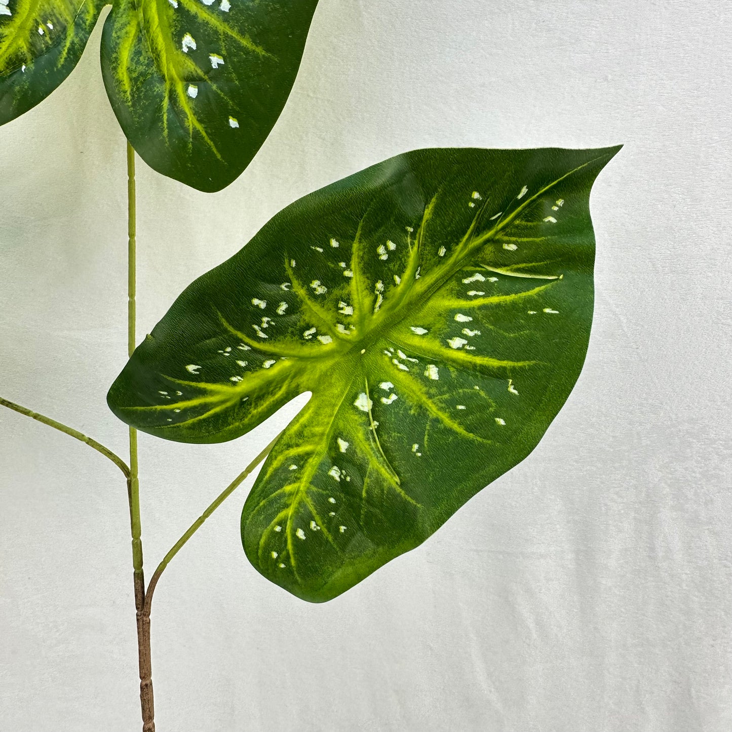 Green Silk Caladium 3 Leafs
