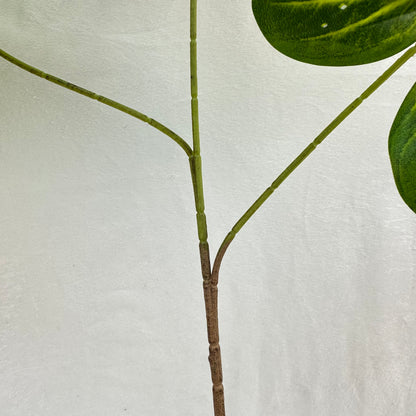 Green Silk Caladium 3 Leafs