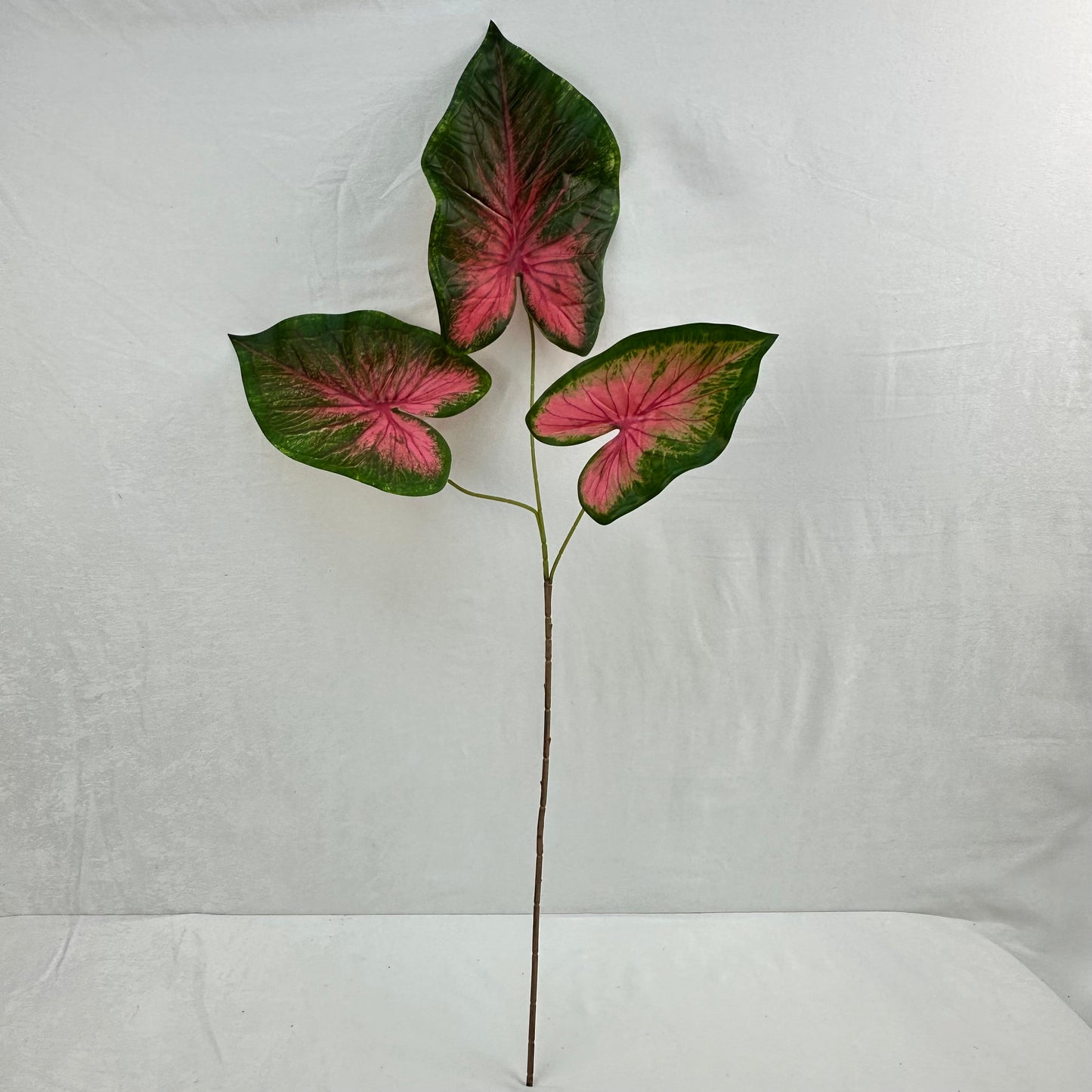 Green Silk Caladium 3 Leafs