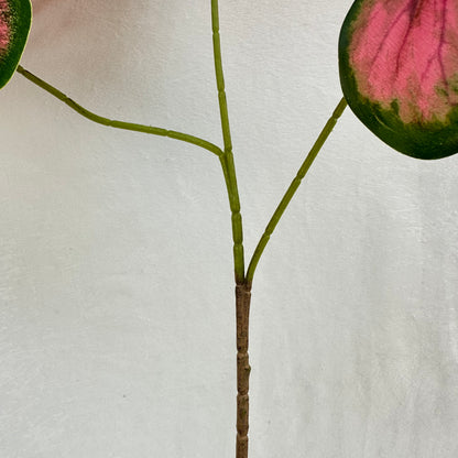 Green Silk Caladium 3 Leafs