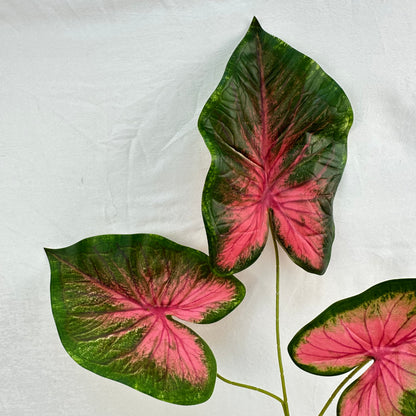 Green Silk Caladium 3 Leafs