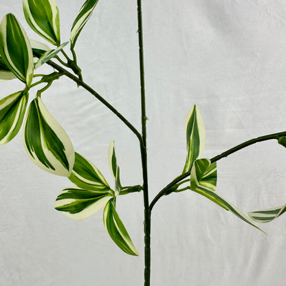 Green Silk Spider Plant 3 Branch